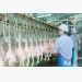 Việt Nam gets nod to export poultry to Japan