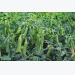 Green Peas Cultivation Information Guide