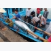 Vietnam seeks to raise tuna exports to Japan