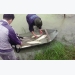 Nghệ An: Nuôi cá trắm giòn và chép giòn bằng thức ăn đậu tằm