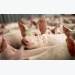 Pork export to China remains tough