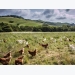 Từ 20 con gà thả đồi, ông Tây thu nhập hơn 2.200 tỷ/năm