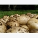 Growing Potatoes Successfully – Seed Potatoes