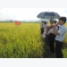 Giống lúa HDT10 trên đồng xứ Thanh
