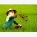 Demand for organic fertiliser rises in VN