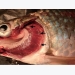nghien-cuu-ve-phong-chong-benh-herpes-do-virus-o-ca-chep