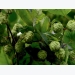 Cropped: Tips for Growing Hops
