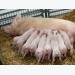 Canola meal diets may support sow, piglet performance