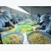 Cashew exports hit over 1.3 billion USD in first five months