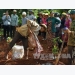 Highlands provinces replant old coffee trees with quality varieties