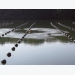 Artificial upwelling maintains favorable summer environment for farmed oysters