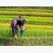 Vietnam rice exports to China drop