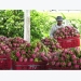 Dragon fruit dominates Việt Nam fruit exports