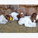 How to raise Boer Goat kids