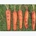 Learn how to grow carrots