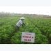 phong-tru-sau-khoang-khong-dung-thuoc-bvtv