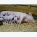 Piglet gut health and cow milk yields on Chr. Hansen’s radar