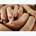 Pigs digest fiber efficiently even at high inclusion rates