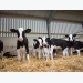 Boosting early calf nutrition may yield significantly more milk