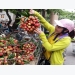 Luc Ngan early ripen lychee fetches high price