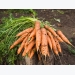 Mẹo trồng cà rốt trong thùng xốp cho năng suất cao