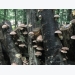 Cropped: How to Grow Shiitake Mushrooms