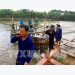 Tien Giang breeds more tra fish on alluvial areas