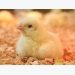 High-fiber diets for broiler versus layer chicks