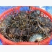 Measures sought to facilitate Vietnam’s shrimp export to US