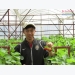 Thành công trồng dâu tây hữu cơ của kỹ sư “9X”