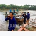 Tien Giang province breeds more tra fish on alluvial areas