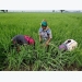 Vietnam prices ease from multi-year highs, India rice rates nudge up
