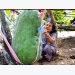 Làng trồng bí đao hơn 50 kg mỗi trái ở Bình Định