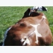 No experimental evidence for magnetic alignment in cattle
