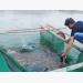 Chư Pah: Nuôi cá nước ngọt cho thu nhập khá