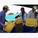 Vietnam’s shrimp farming industry requires value chain links