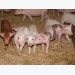 Denmark sees progress in R&D on zinc alternatives in pig feed