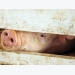 Antibiotic usage trends promote new ways to raise pigs
