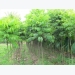 Kỹ thuật trồng và chăm sóc cây sấu cho quả sai trĩu