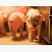 Plasma as alternative to antibiotics in piglet diets