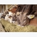 Dairy research seeks to improve protein, nitrogen efficiency
