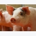 Histidine research may help lower cost of pig diets