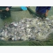 Đánh giá sự bổ sung thừa trong khẩu phần cá rô phi
