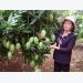 Nông dân Đồng Nai thu nhập ổn định nhờ vườn xoài VietGap