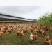 12 ways to eliminate odour on poultry farms