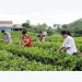 Xuan Luong becomes green with tea fields