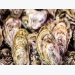 Twin win for fledgling oyster farmer