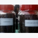 Vietnam domestic coffee prices rebound; May exports seen falling
