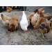 US chicken producers call for equity in RFS talks