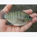 Boost for Colombian tilapia productivity